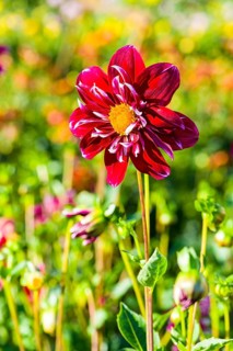 Dahlia