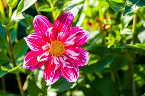 Dahlia