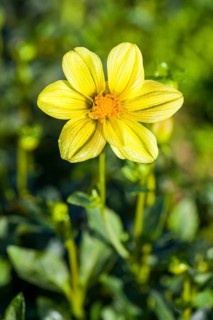 Dahlia