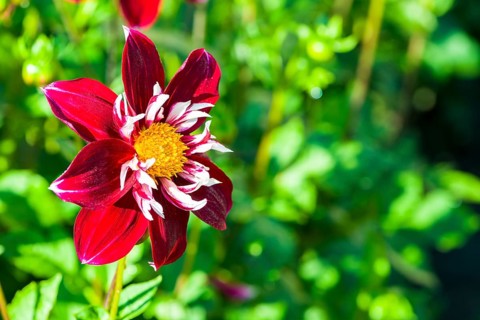 Dahlia