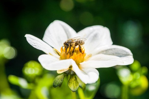 Carniolan honey bee