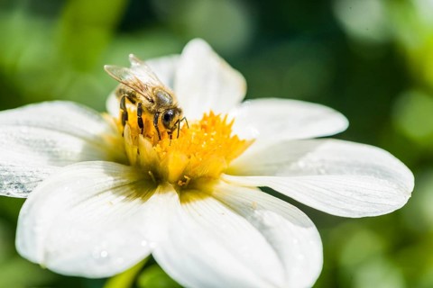 Carniolan honey bee