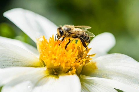 Carniolan honey bee