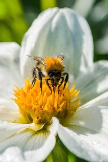 A Common carder bee