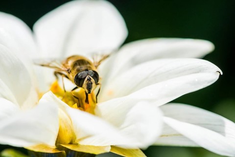 A male Hoverfly