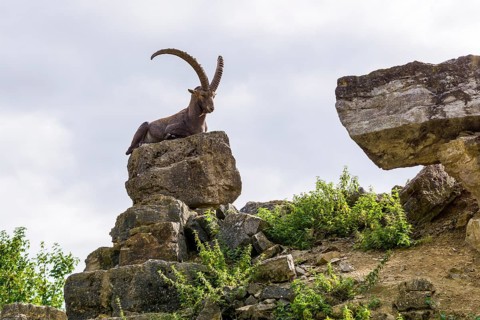 Alpine ibex