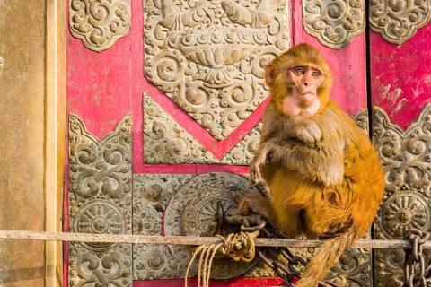 Portrait of a monkey at Swayambhu Temple