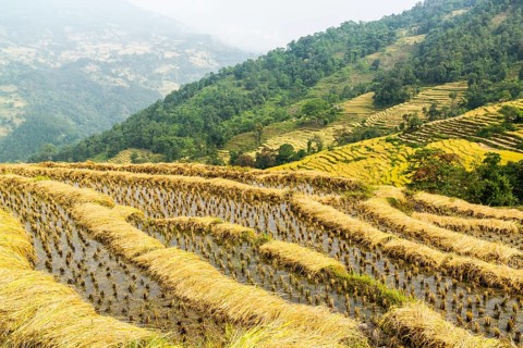 Terraced rice fields ready to be harvested