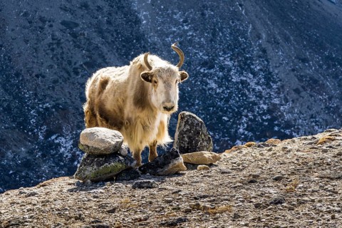 White yak