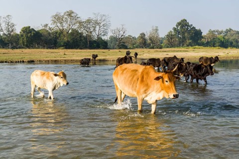 A herd of cows is crossing a shallow river