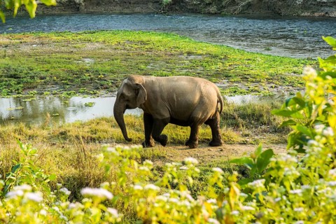 Wild female Asian elephant