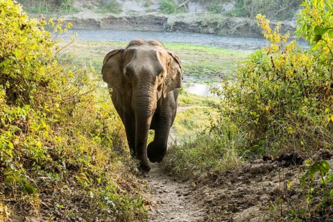 Wild female Asian elephant