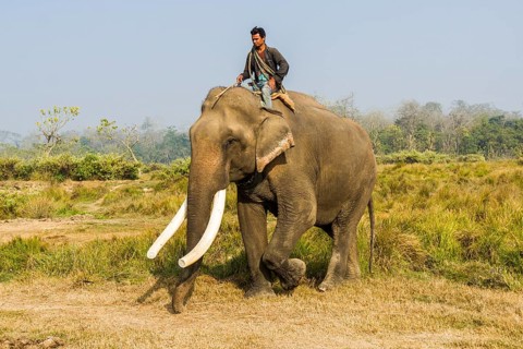 Domesticated male Asian elephant