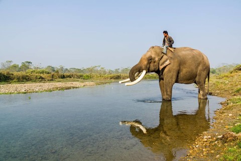 Domesticated male Asian elephant
