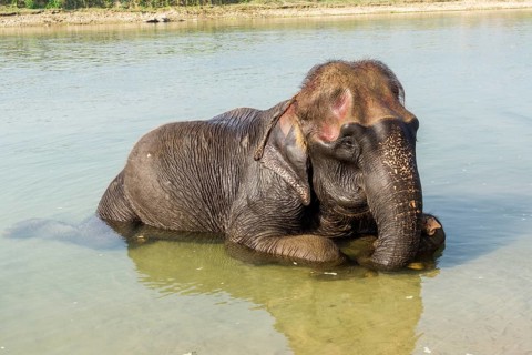 Domesticated young Asian elephant