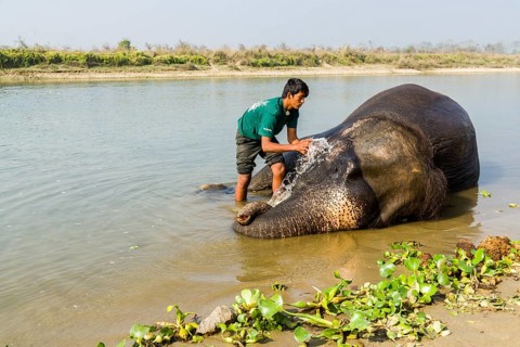 Domesticated Asian elephant