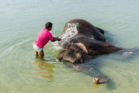 Domesticated Asian elephant