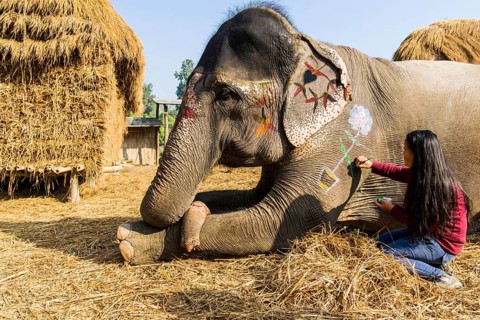 Young woman painting Asian elephant