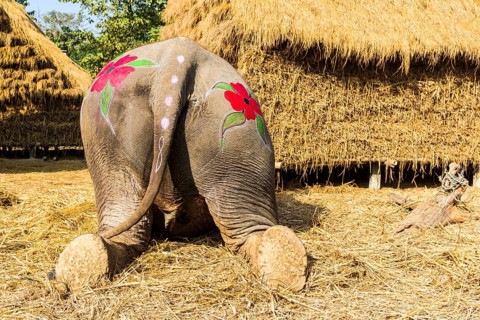 Backside view of Asian elephant