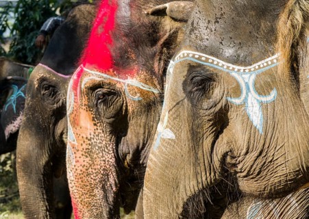 Portrait of Asian elephants