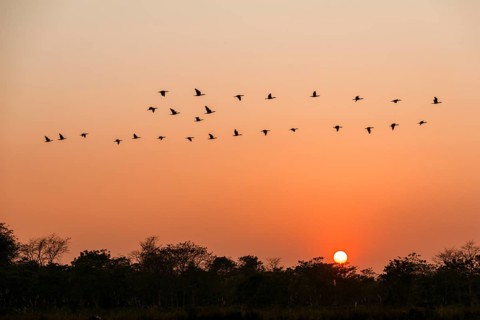 A flock of goose is flying over trees at sunset