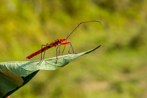 Red Cotton Bug