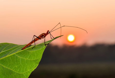 Red Cotton Bug