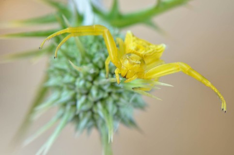 Crab spider