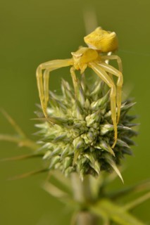 Crab spider
