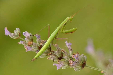 Female European mantis