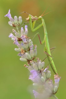 Female European mantis