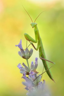 Female European mantis