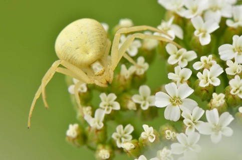 Crab spider