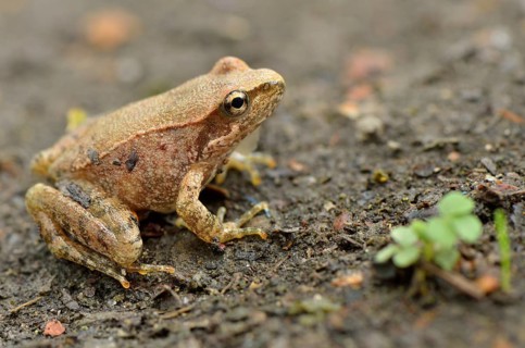 Juvenile Italian stream frog