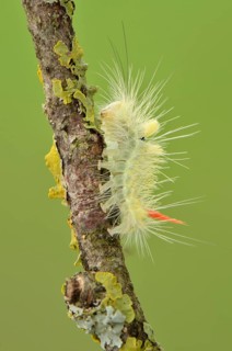 Half-grown Pale Tussock