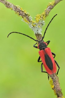 Long horned beetle