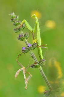 European mantis