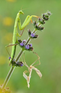 European mantis