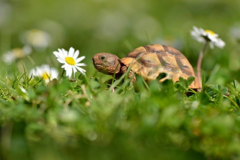 Spur-thighed tortoise