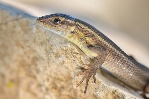 Adult snake-eyed lizard