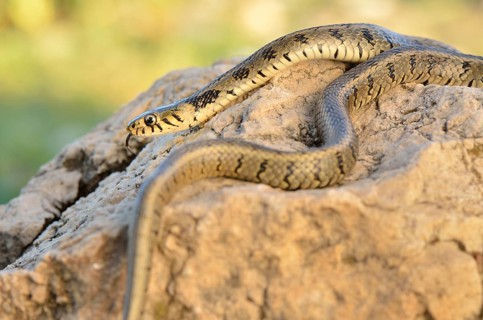 Adult grass snake or ringed snake
