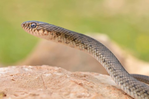 Semiadult large whip snake