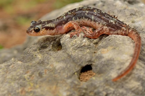 Adult Luschan's or Lycian salamander