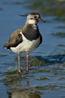 Northern lapwing