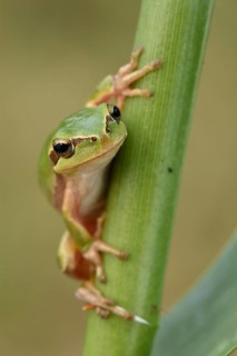 Full-grown Mediterranean Tree Frog
