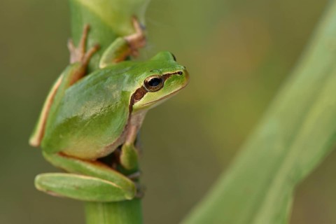 Full-grown Mediterranean Tree Frog