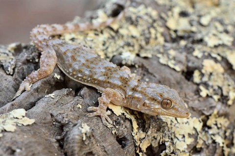 Full-grown Moorish wall gecko