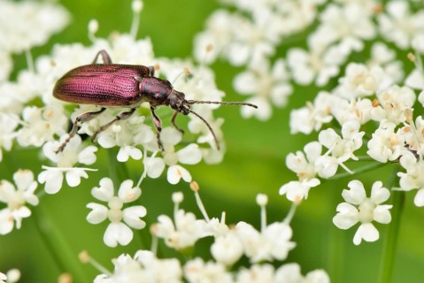 Violet shimmering leaf beetle