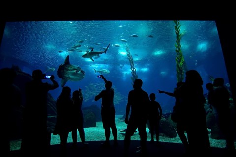 Visitors standing in front of the sea aquarium