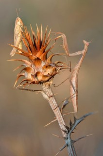 European mantis